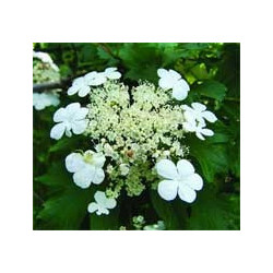 Viorele Parti aeriene 60 g